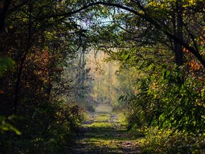 Preview wallpaper road, trees, branches, forest, bushes