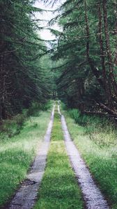 Preview wallpaper road, trees, branches, dry, forest, nature