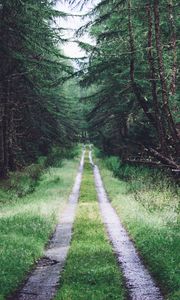 Preview wallpaper road, trees, branches, dry, forest, nature