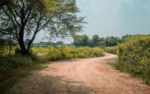 Preview wallpaper road, trees, bushes, turn, nature