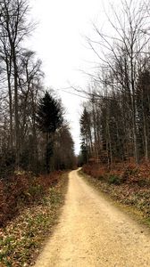 Preview wallpaper road, trees, bushes, leaves, forest, sky, nature