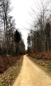 Preview wallpaper road, trees, bushes, leaves, forest, sky, nature
