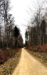 Preview wallpaper road, trees, bushes, leaves, forest, sky, nature