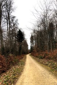 Preview wallpaper road, trees, bushes, leaves, forest, sky, nature