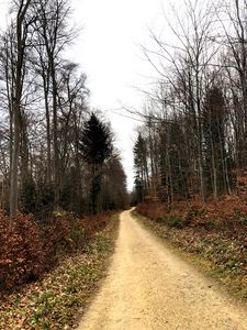 Preview wallpaper road, trees, bushes, leaves, forest, sky, nature