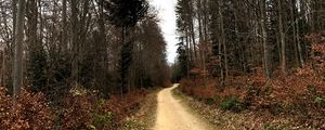 Preview wallpaper road, trees, bushes, leaves, forest, sky, nature