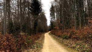 Preview wallpaper road, trees, bushes, leaves, forest, sky, nature