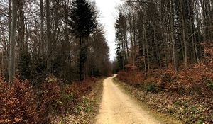 Preview wallpaper road, trees, bushes, leaves, forest, sky, nature