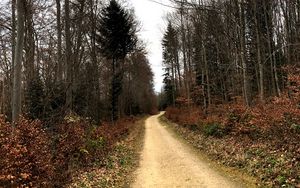 Preview wallpaper road, trees, bushes, leaves, forest, sky, nature
