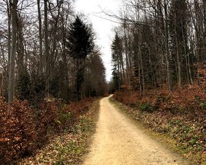 Preview wallpaper road, trees, bushes, leaves, forest, sky, nature