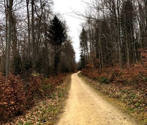Preview wallpaper road, trees, bushes, leaves, forest, sky, nature