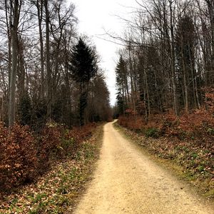 Preview wallpaper road, trees, bushes, leaves, forest, sky, nature