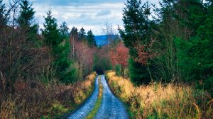 Preview wallpaper road, trees, bushes, nature