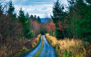 Preview wallpaper road, trees, bushes, nature