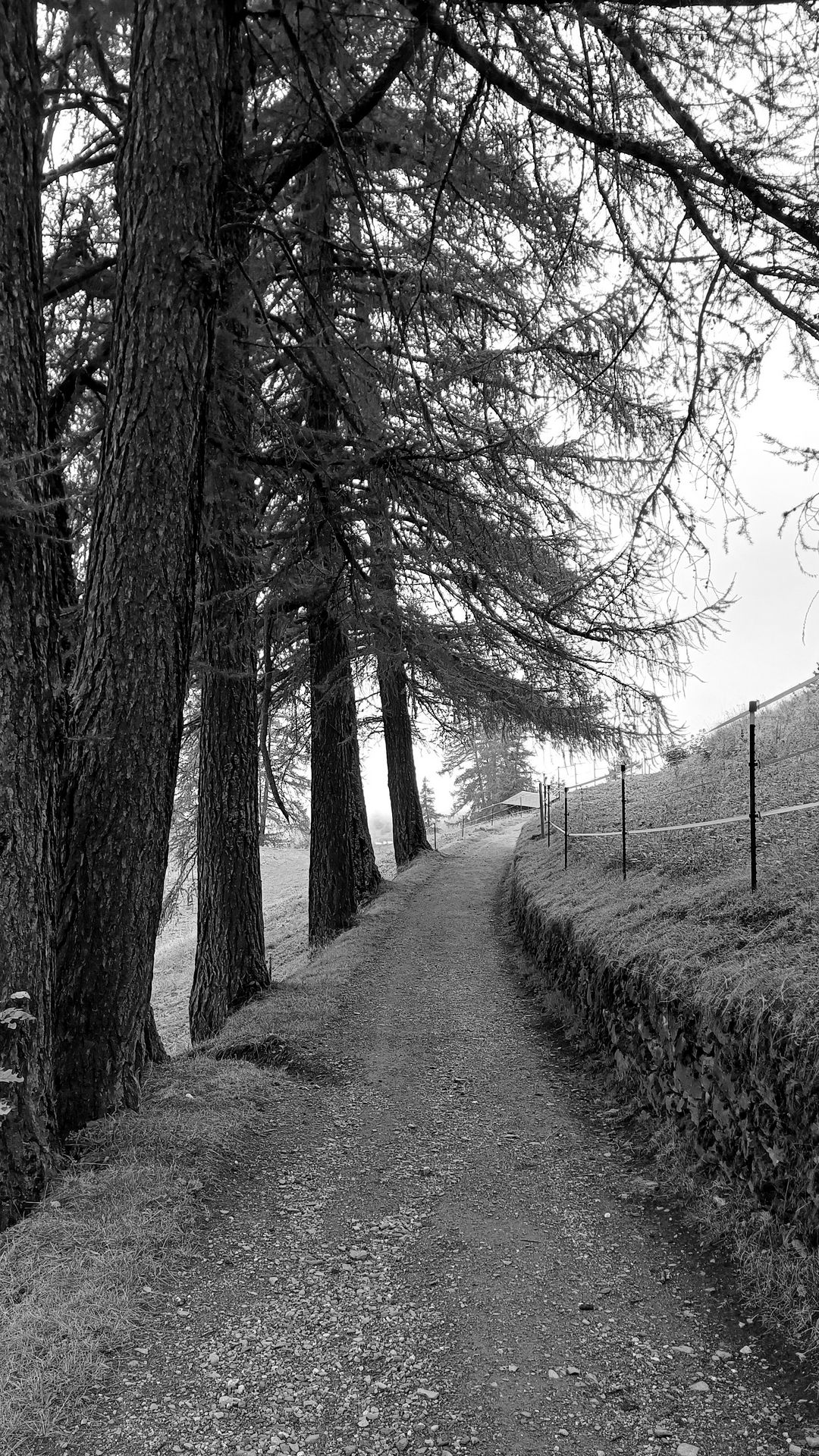 1080x1920 Wallpaper road, trees, fence, nature, bw