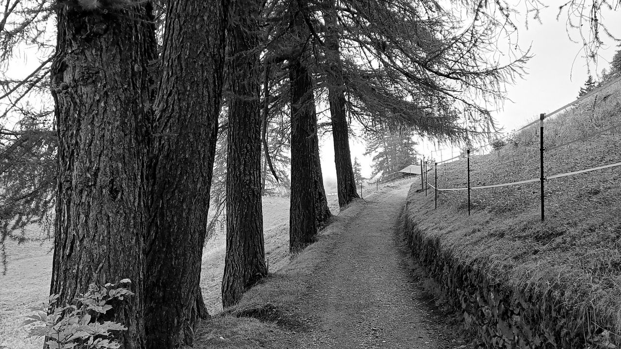 Wallpaper road, trees, fence, nature, bw