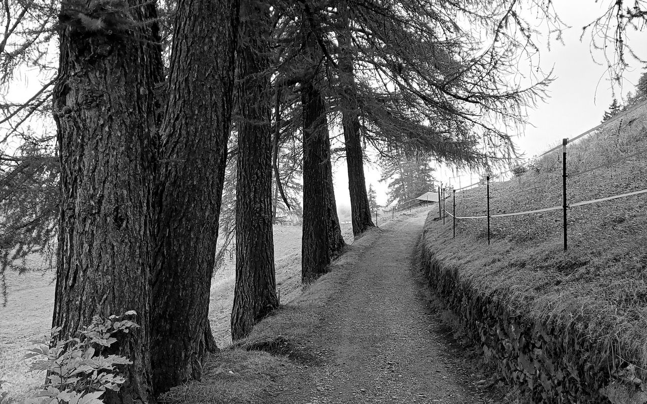 1280x800 Wallpaper road, trees, fence, nature, bw
