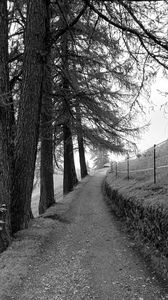 Preview wallpaper road, trees, fence, nature, bw