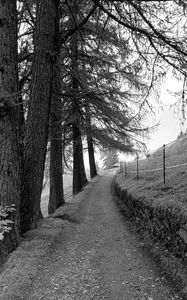 Preview wallpaper road, trees, fence, nature, bw