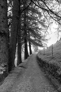 Preview wallpaper road, trees, fence, nature, bw