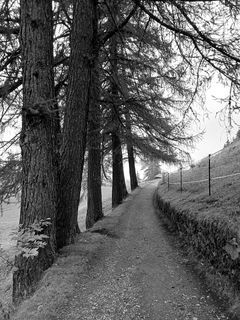 240x320 Wallpaper road, trees, fence, nature, bw