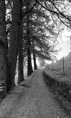240x400 Wallpaper road, trees, fence, nature, bw
