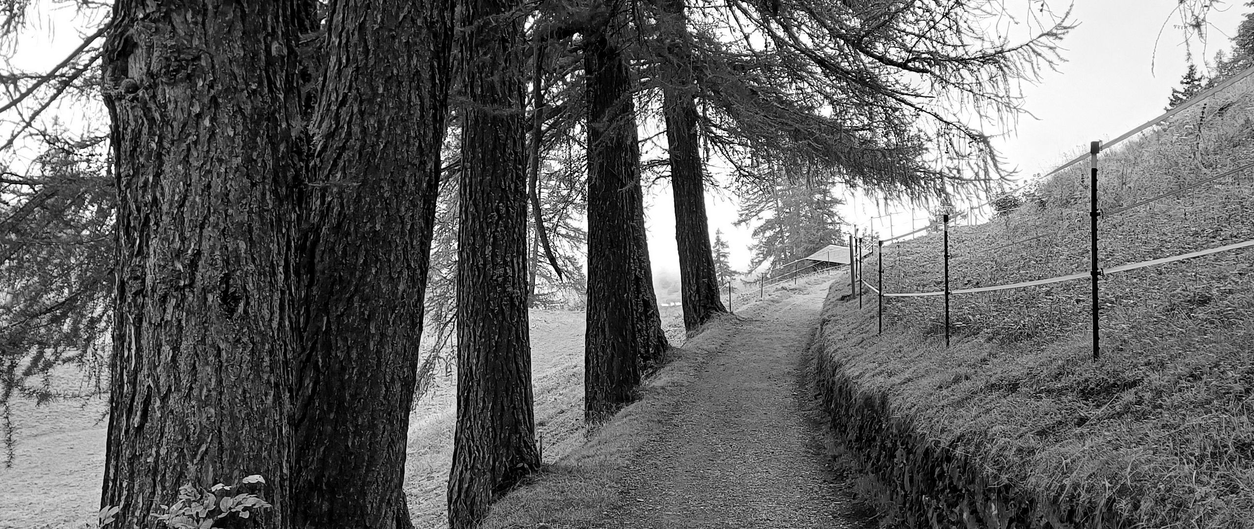 2560x1080 Wallpaper road, trees, fence, nature, bw