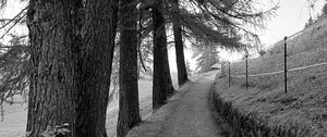 Preview wallpaper road, trees, fence, nature, bw