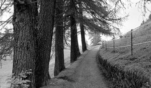 Preview wallpaper road, trees, fence, nature, bw