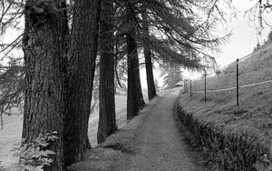 Preview wallpaper road, trees, fence, nature, bw
