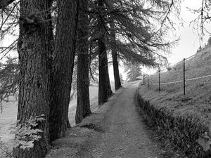 Preview wallpaper road, trees, fence, nature, bw