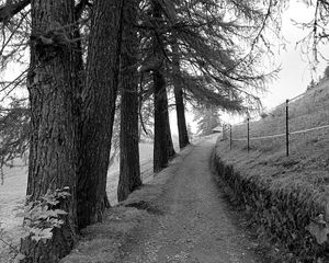 Preview wallpaper road, trees, fence, nature, bw