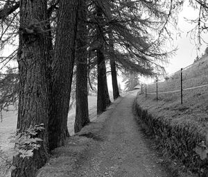 Preview wallpaper road, trees, fence, nature, bw
