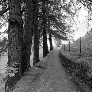 Preview wallpaper road, trees, fence, nature, bw