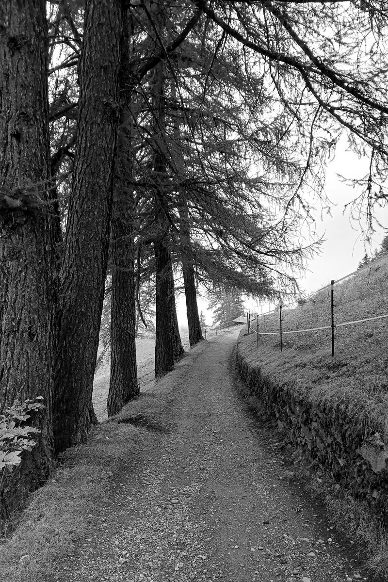 800x1200 Wallpaper road, trees, fence, nature, bw