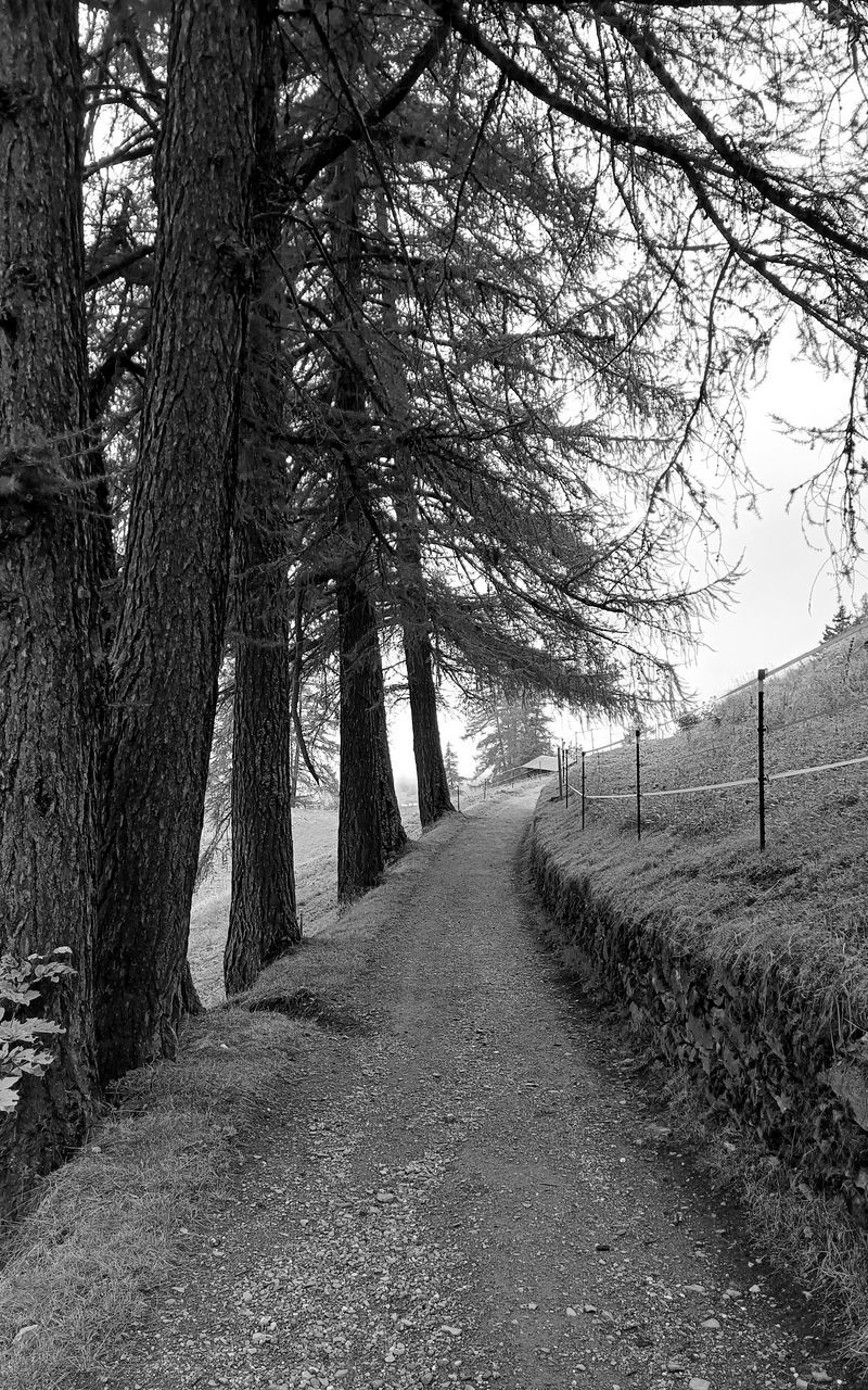 800x1280 Wallpaper road, trees, fence, nature, bw