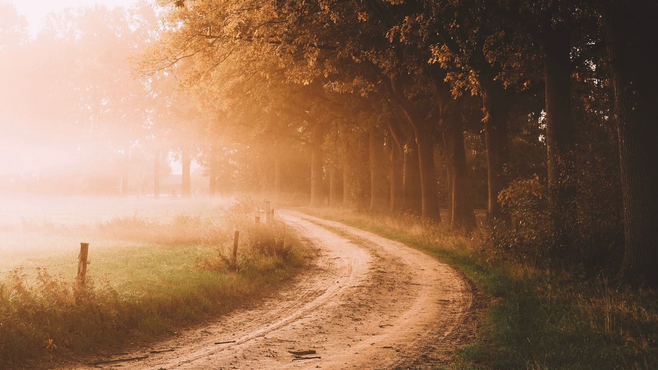 Wallpaper road, trees, fog, sunlight, morning, landscape