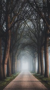 Preview wallpaper road, trees, fog, alley, nature