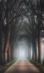 Preview wallpaper road, trees, fog, alley, nature