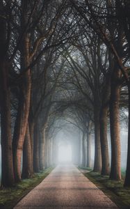 Preview wallpaper road, trees, fog, alley, nature