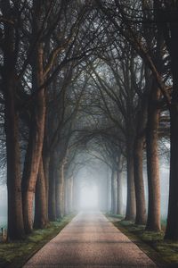 Preview wallpaper road, trees, fog, alley, nature