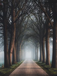 Preview wallpaper road, trees, fog, alley, nature