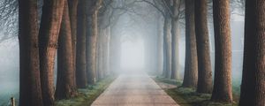 Preview wallpaper road, trees, fog, alley, nature