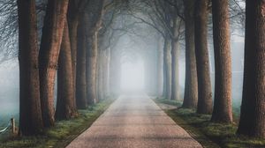 Preview wallpaper road, trees, fog, alley, nature