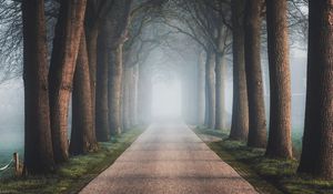 Preview wallpaper road, trees, fog, alley, nature