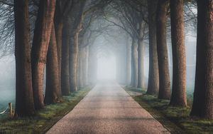 Preview wallpaper road, trees, fog, alley, nature