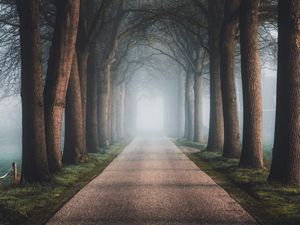 Preview wallpaper road, trees, fog, alley, nature