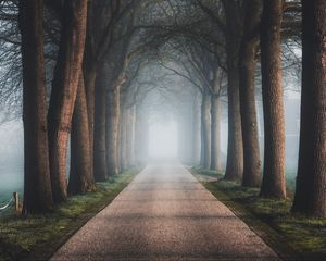 Preview wallpaper road, trees, fog, alley, nature