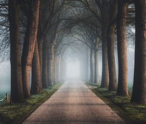 Preview wallpaper road, trees, fog, alley, nature