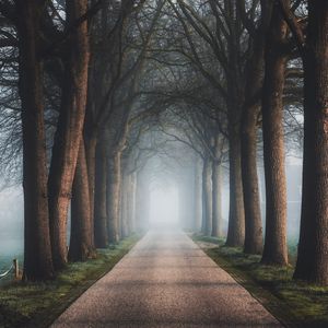 Preview wallpaper road, trees, fog, alley, nature